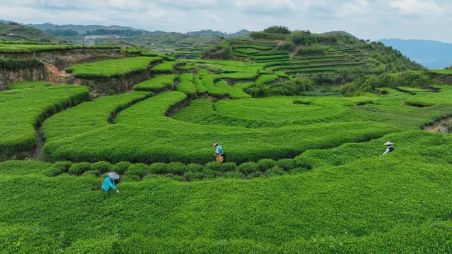 茶园：乡村振兴“新样式”赚钱不是靠茶叶A